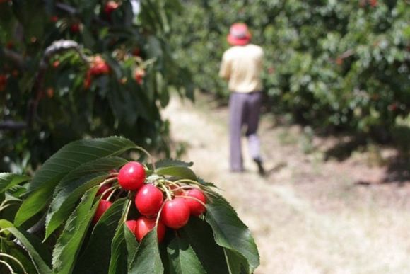 Fijan nuevos requisitos para que las economías regionales se sumen al Programa de Incremento Exportador