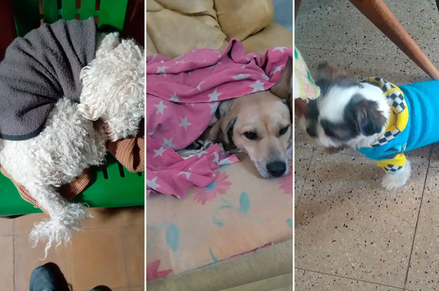 Fotos de oyentes de radio rafaela perros mascotas abrigadas frio - 3