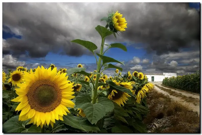 Necochea: 38° Edición de la Fiesta Provincial del Girasol  
