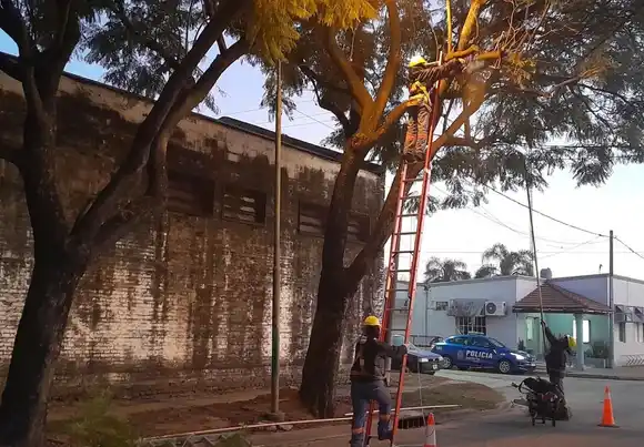 El plan de poda avanza en distintos barrios de Rafaela