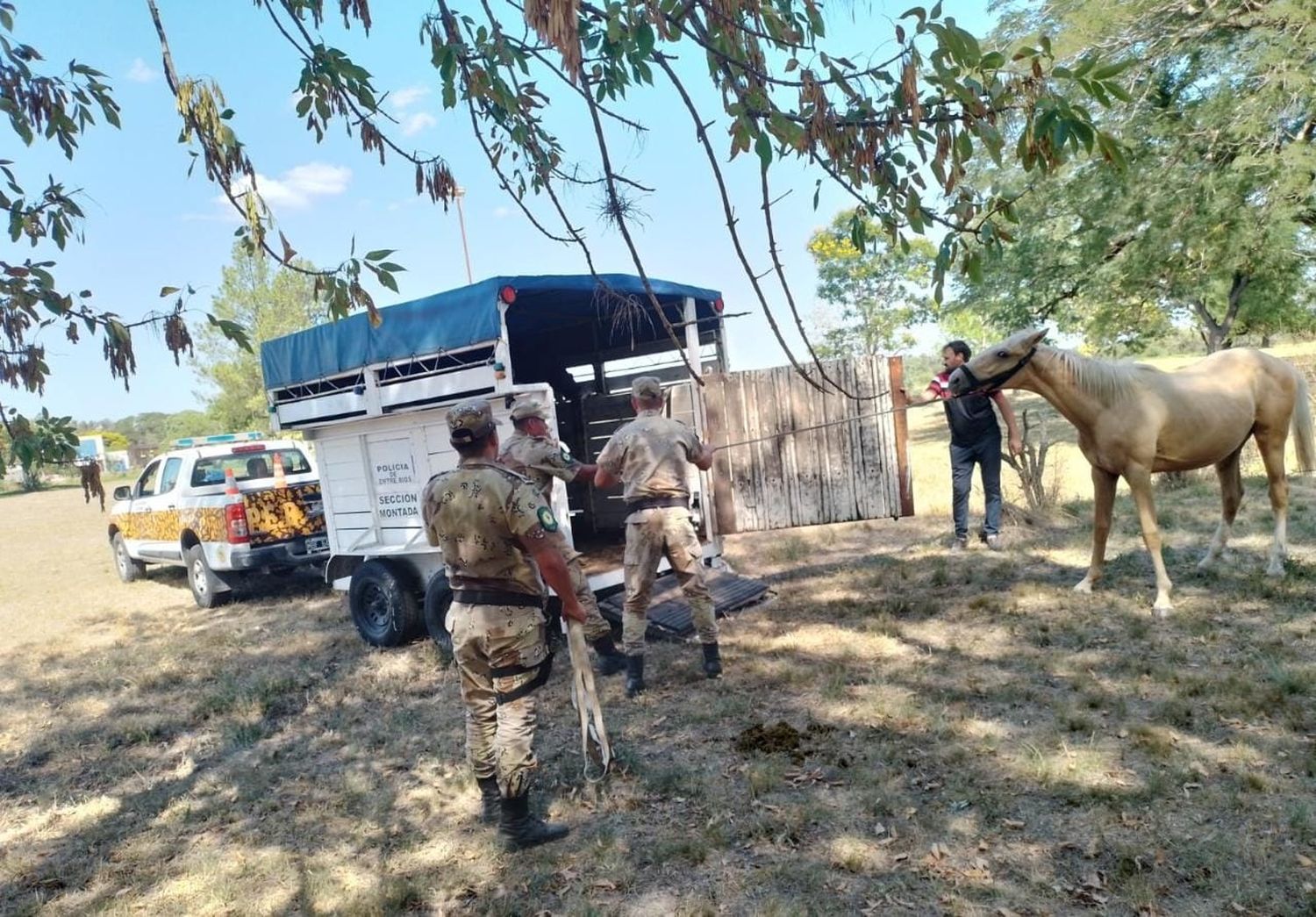 Veterinaria municipal debió secuestrar 12 caballos sueltos en tan sólo 24 horas