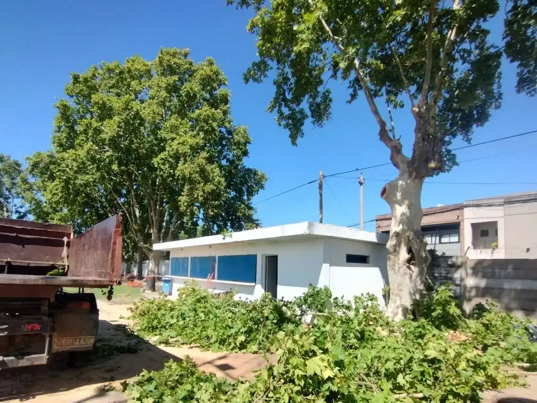 Mantenimiento del arbolado público: realizan 15 podas diarias en diferentes zonas de la ciudad