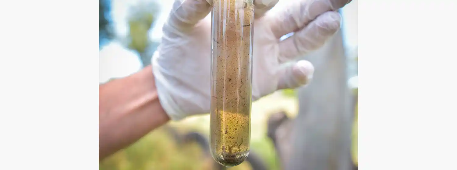 El insecto crece en agua estancada y ambientes con temperaturas cálidas.