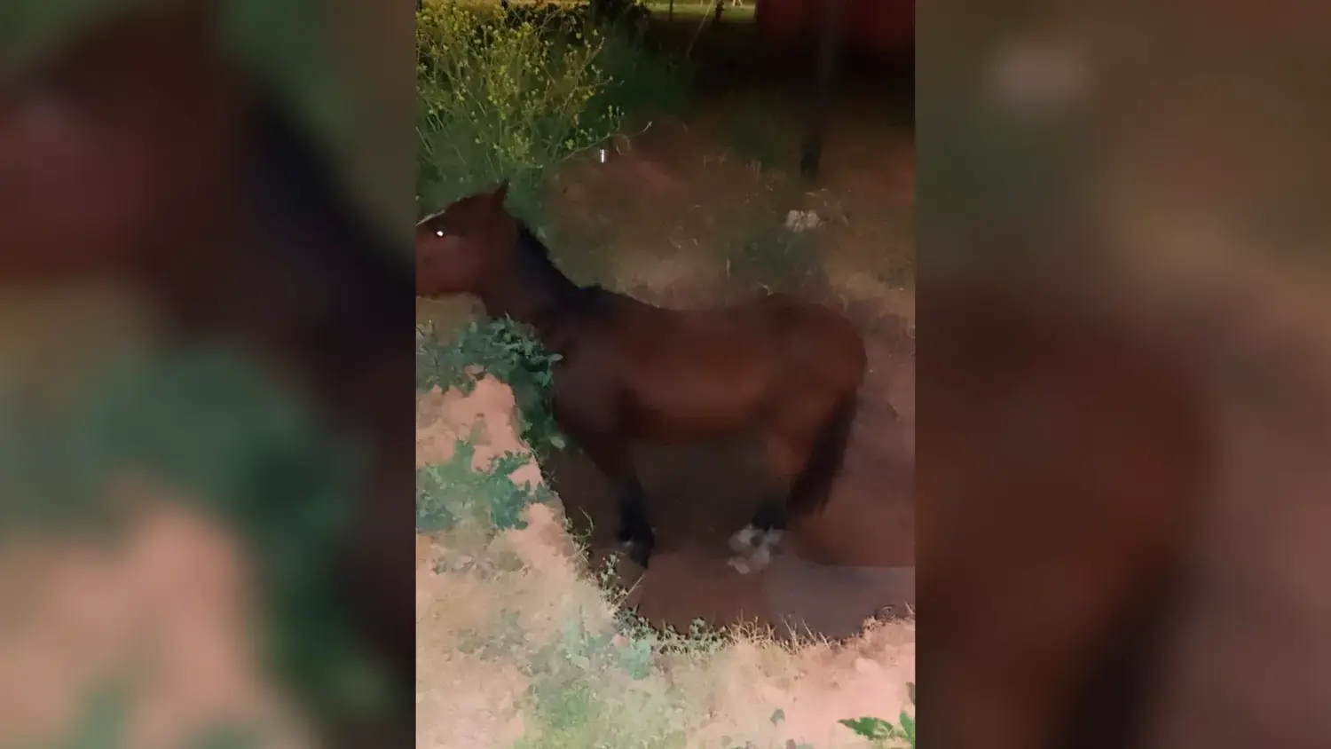 Bomberos rescataron a un caballo que había caído dentro de un pozo en Rafaela
