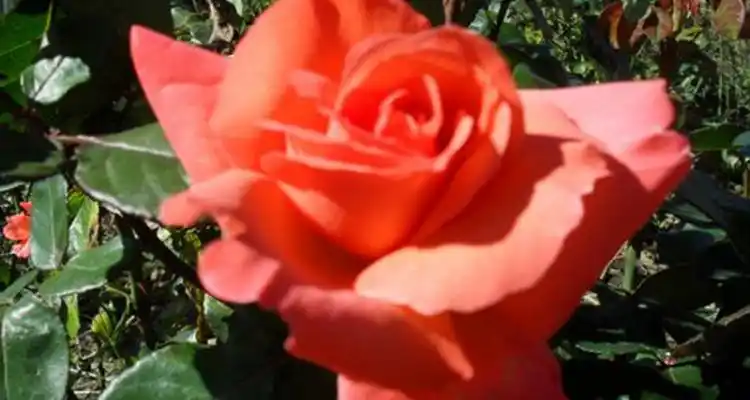 Hoy jornada sobre plantas de rosa de sanidad controlada