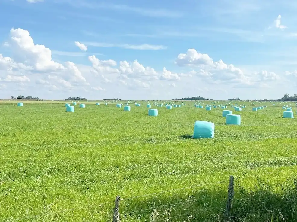 Crecieron 90% las exportaciones de alfalfa