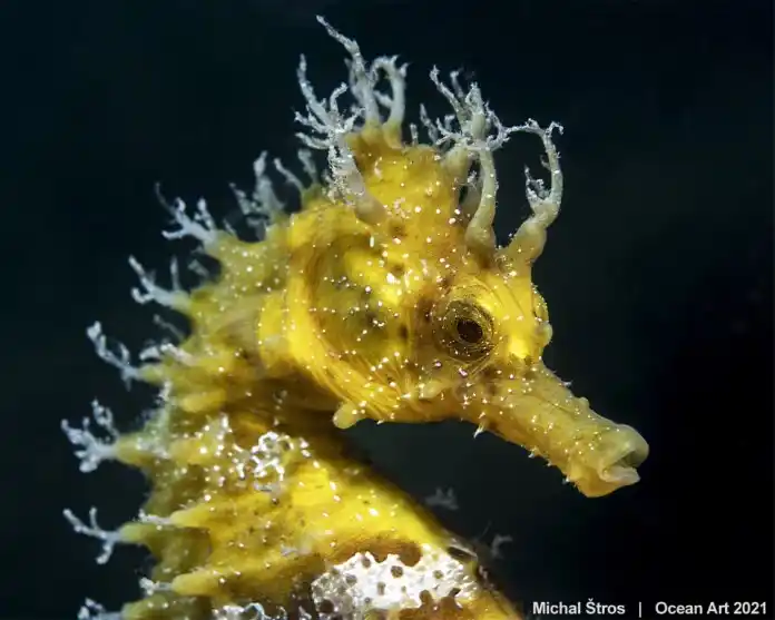 Las fotos submarinas más impresionantes del 2021