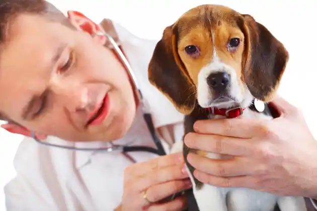 Hoy se celebra el Día del Veterinario en Argentina 