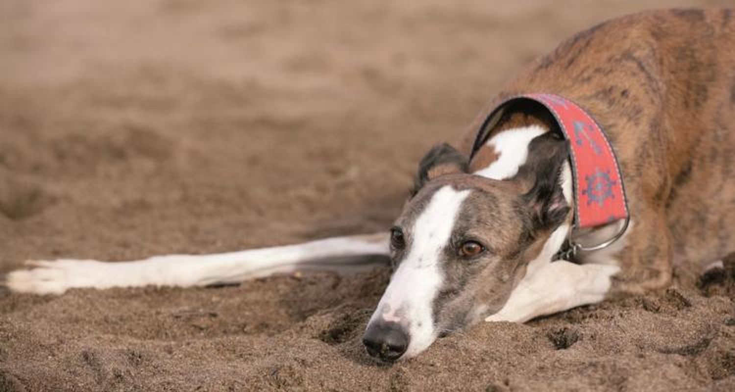 A provincia con los galgos