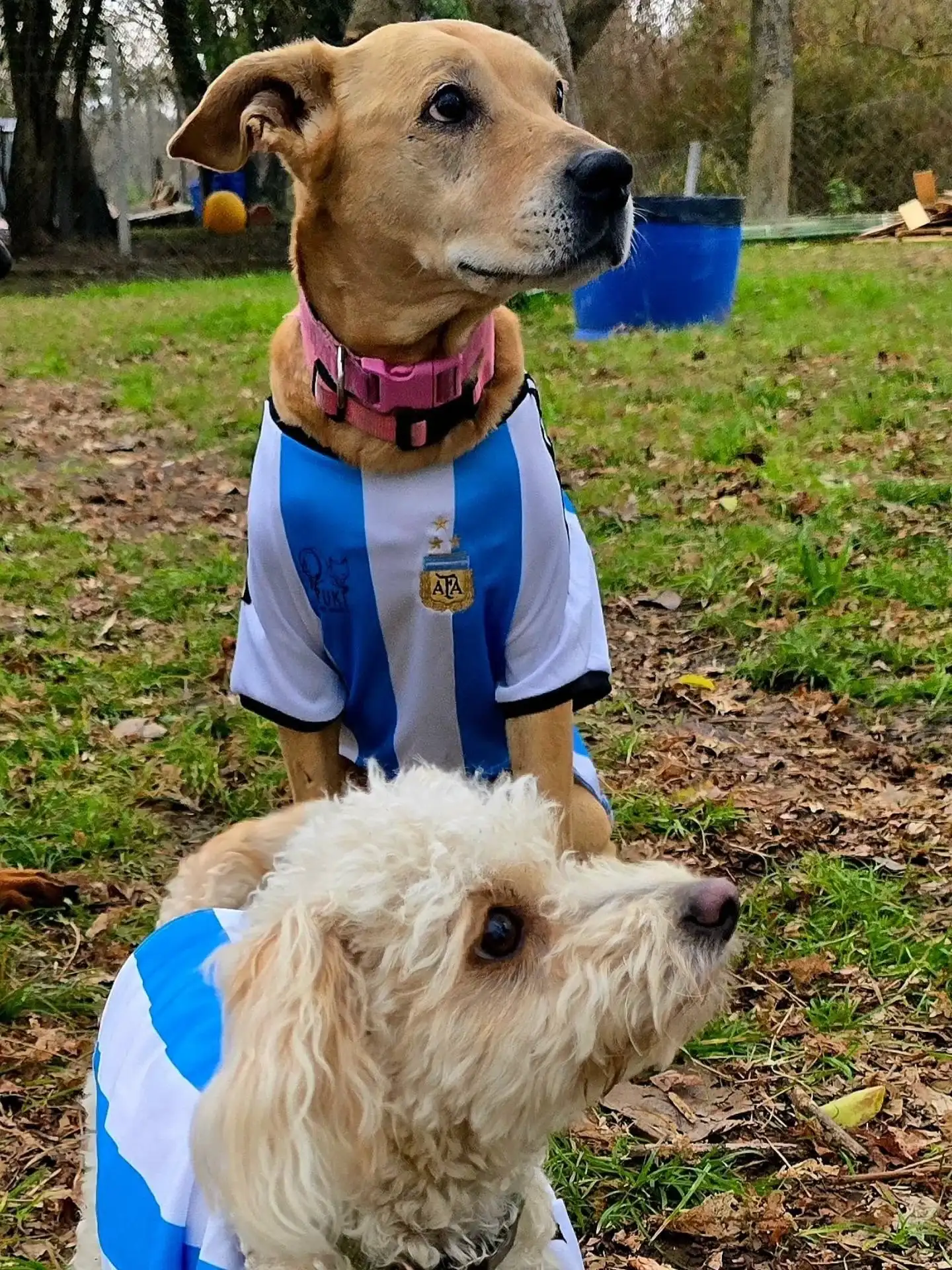 Harán en Pilar una jornada de adopción responsable de perros