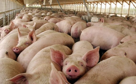 Detectaron 46 nuevos casos de triquinosis en Córdoba