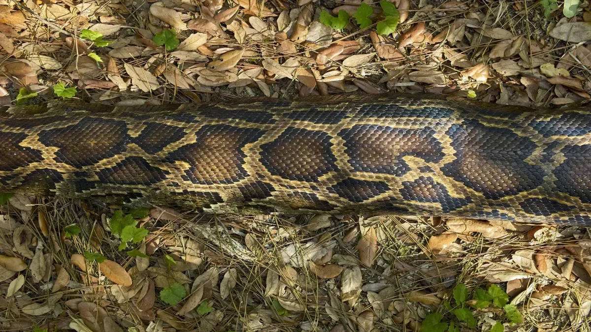 Indonesia establece un nuevo récord Guinness con la pitón Ibu Baron de 7,22 metros