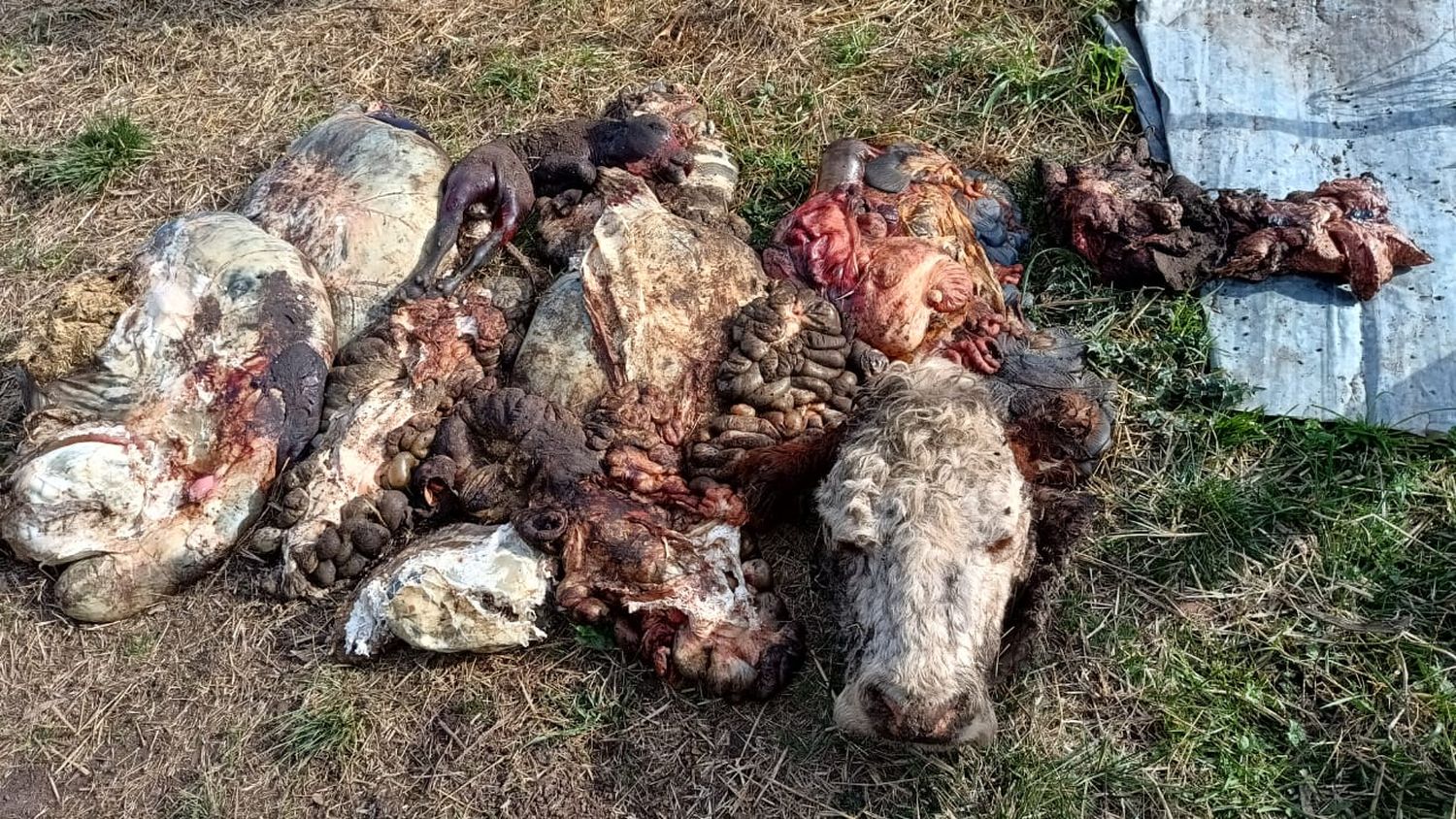 "Es el octavo o noveno robo desde 2019", dijo Ciancaglini, productor rural víctima de la faena de siete animales