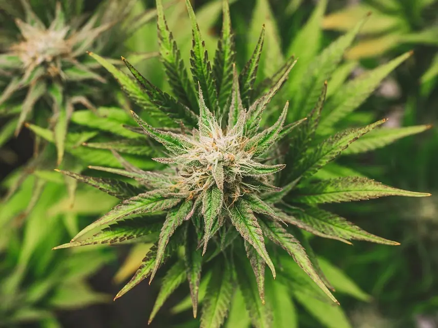 Gobierno de Colombia legalizó la venta de cannabis medicinal