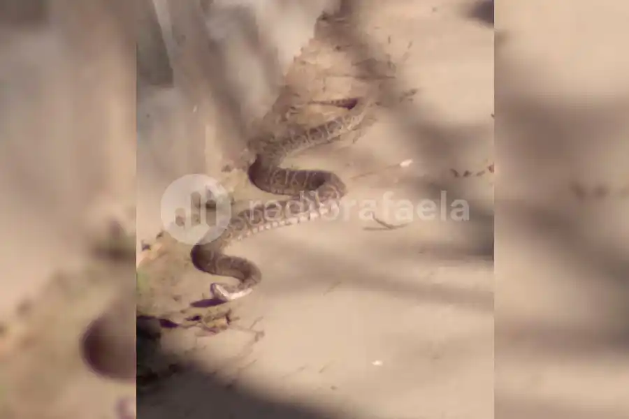 Aparición en barrio 2 de Abril