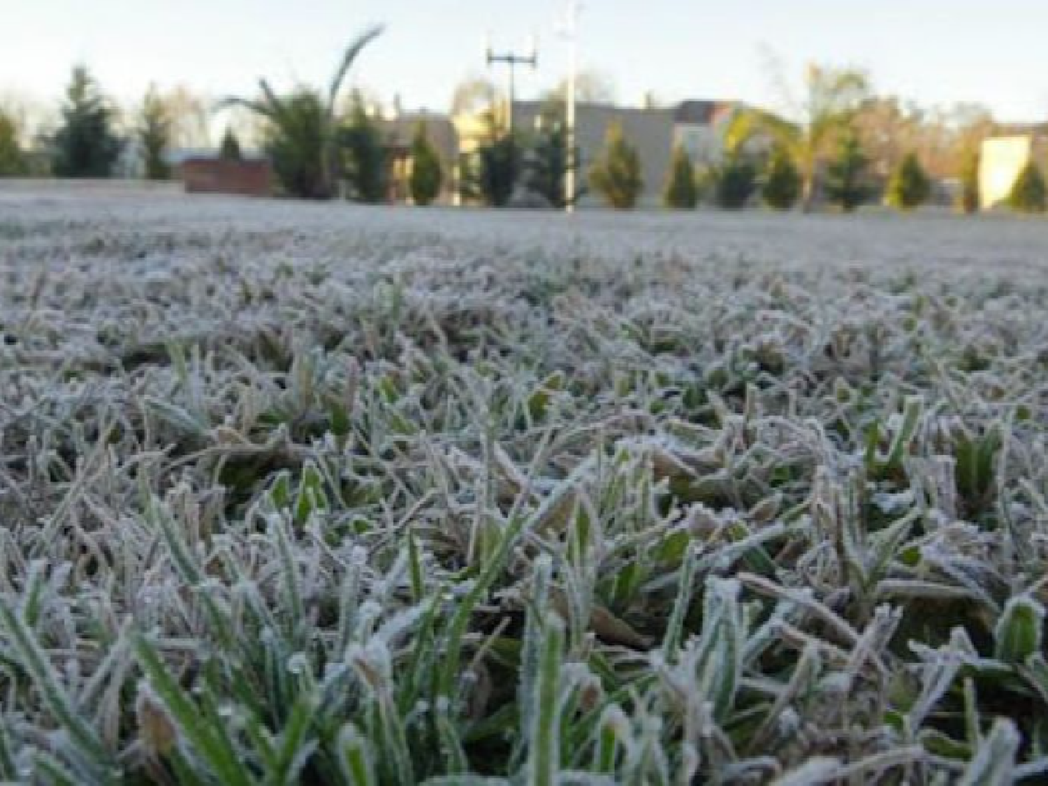 Las primeras heladas favorecen la siembra de trigo