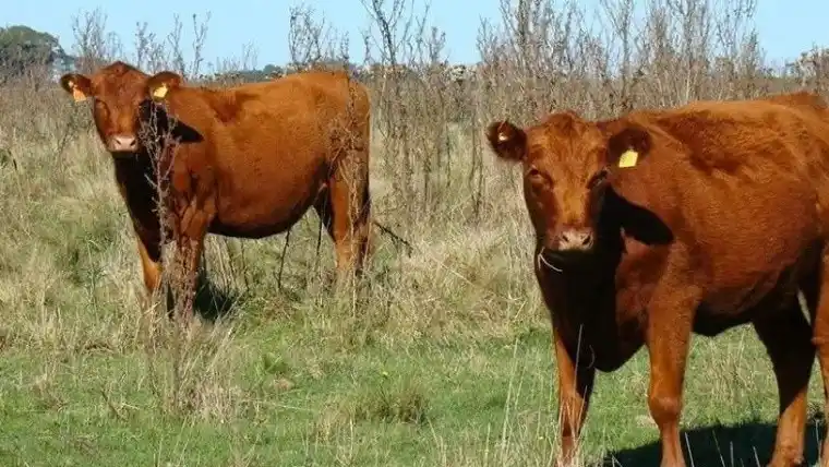 Cae la oferta de carne para consumo interno y exportación en el comienzo de año