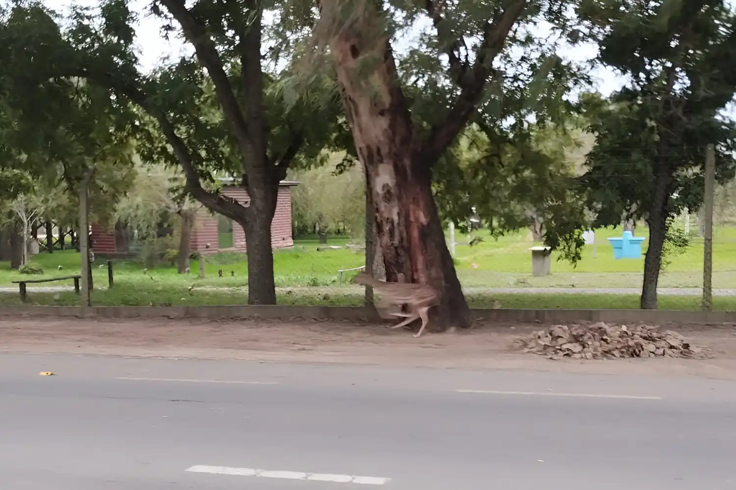 El ciervo axis, corriendo en la costanera.