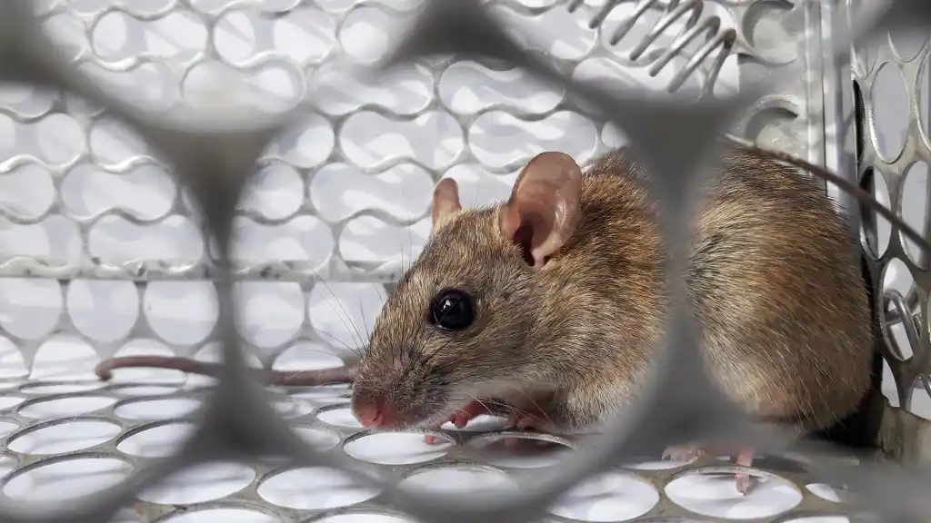 Refuerzan la prevención por hantavirus tras un fallecimiento en General Belgrano