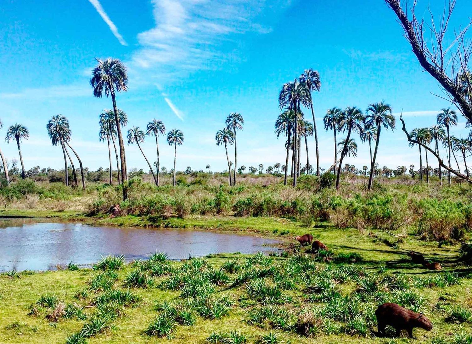 Guardaparques hallaron restos óseos humanos en el Parque Nacional El Palmar