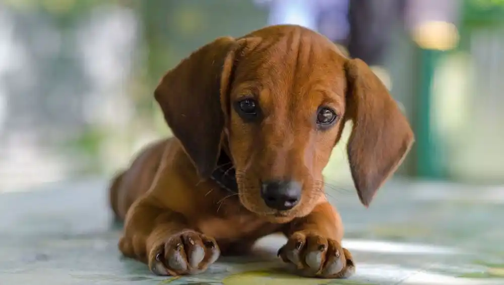El perrito salchicha héroe que luchó contra una cobra para salvar a sus dueños