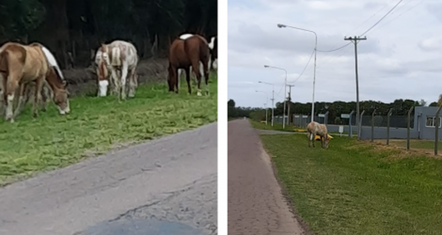 Precaución: caballos sueltos en Lucio Mansilla