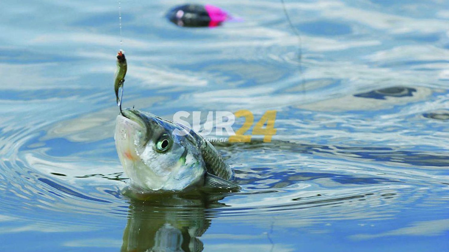 Mientras esperan definiciones, la pesca en La Picasa se encamina a buen puerto   