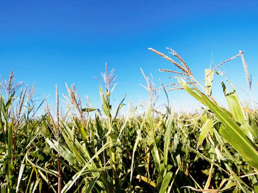 El Gobierno extendió la baja de retenciones al maíz, el girasol y el sorgo