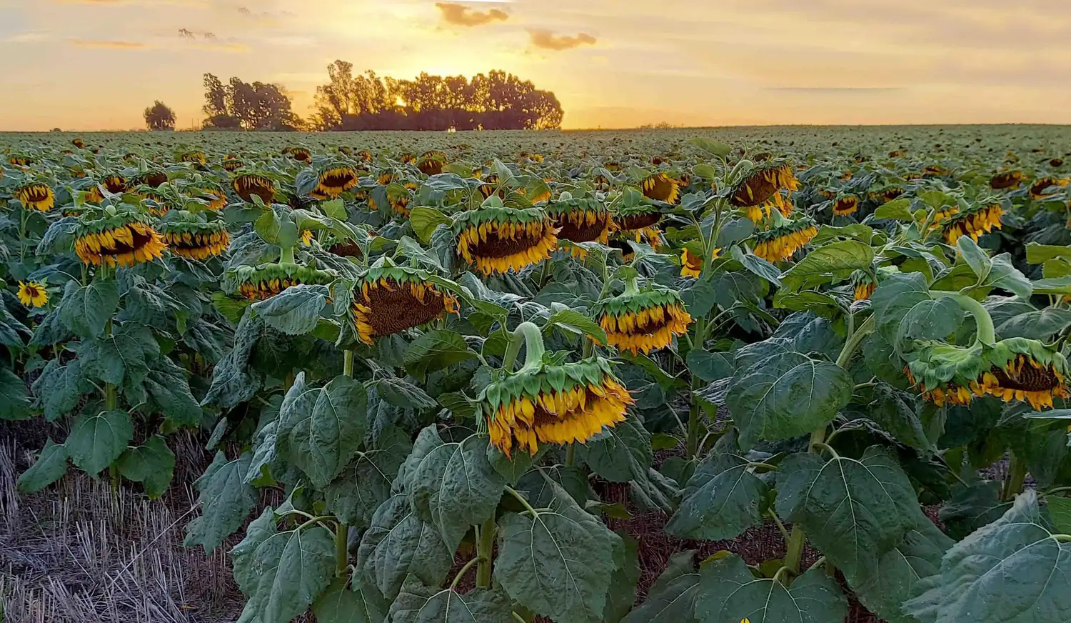girasol de segunda bioterra 22