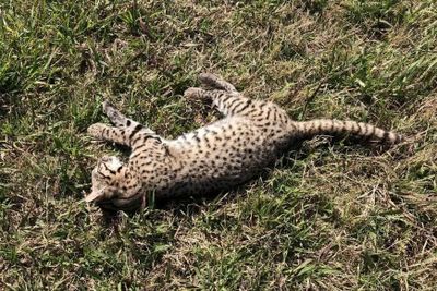 Triste final: un ejemplar de gato montés fue atropellado sobre la ruta 90