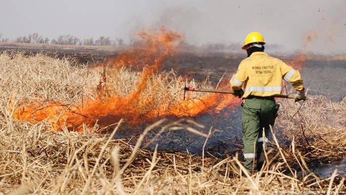 Por incendios en el Delta,  ambientalistas reclaman  indemnización de $150 millones  a productores