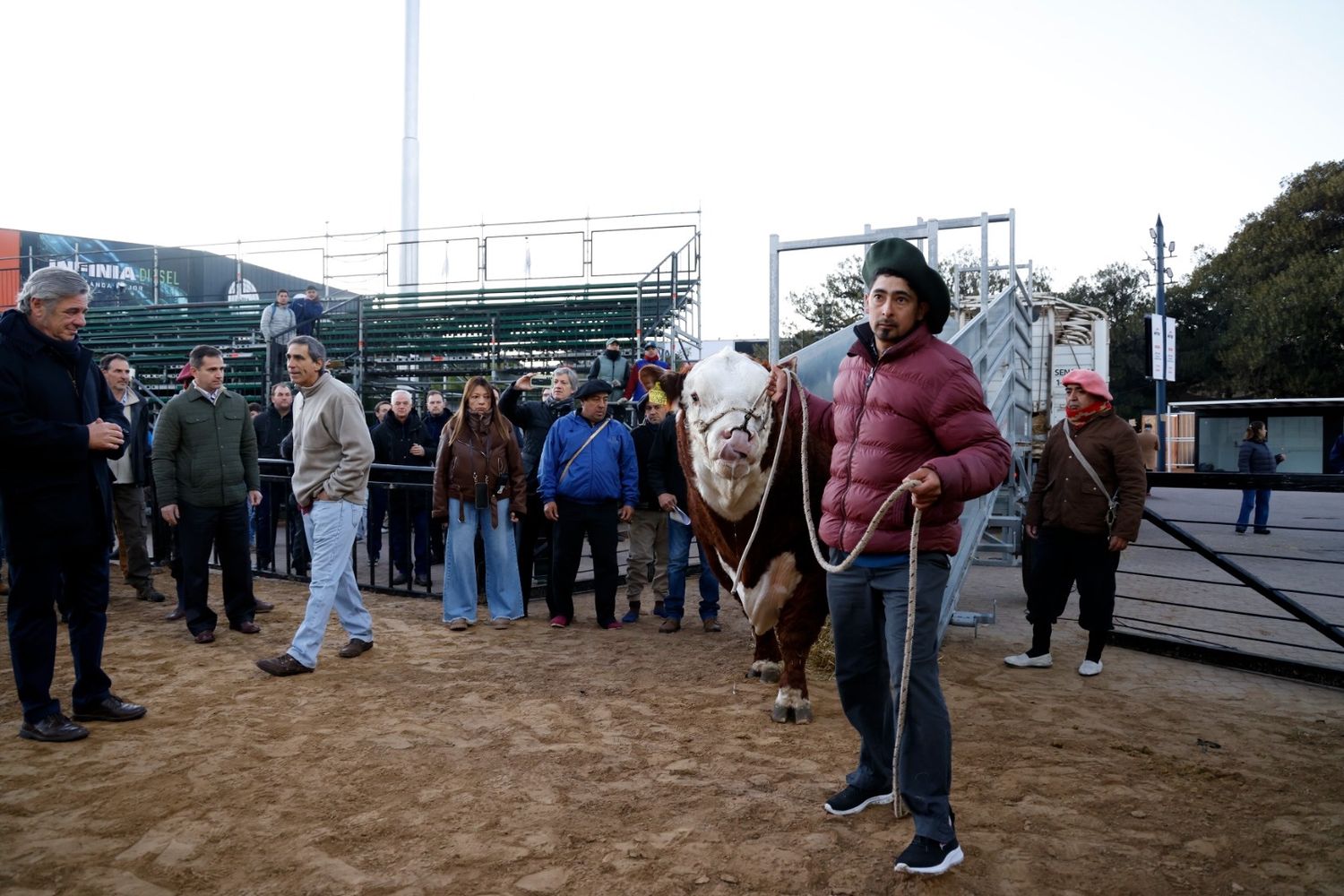 Un toro de Saldungaray fue el primer animal que ingresó a la Expo Rural de Palermo: La curiosa historia de su nombre