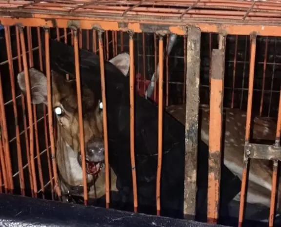 ¡Apareció Bambi! Rescataron a un ciervo herido y asustado en barrio Centenario de Santa Fe