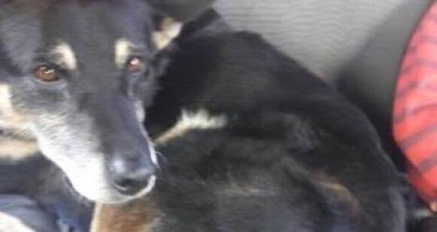 Mascota extraviada