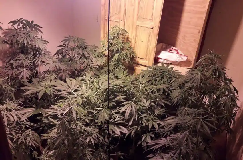 Los aprehendieron por tener un "invernadero" de marihuana en su casa