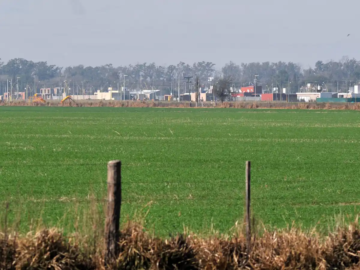 El cambio en retenciones podría reducir  hasta 40 % el área sembrada de soja