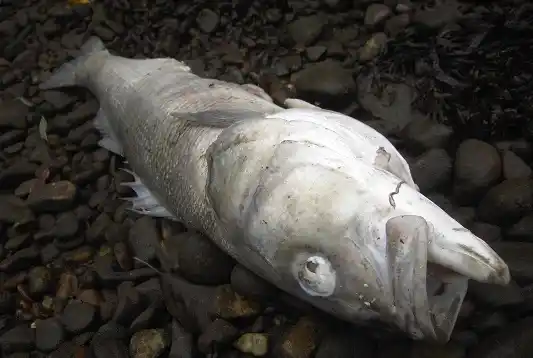Video muestra cientos de peces muertos en la costa del Uruguay 