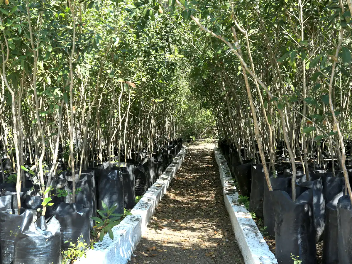 La creación de un vivero municipal