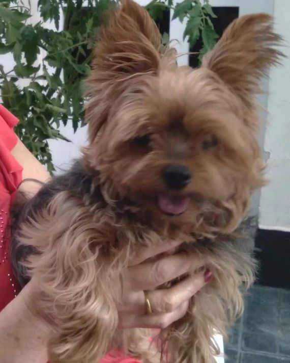 Buscan a Pinki, la perrita y compañera de una señora mayor
