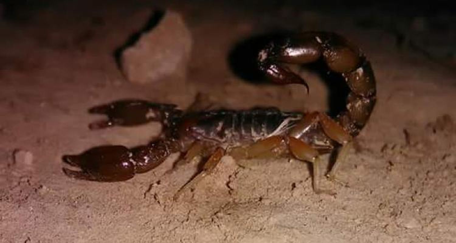 Vecinos preocupados por la aparición de alacranes en la zona del Jardín Frutillitas
