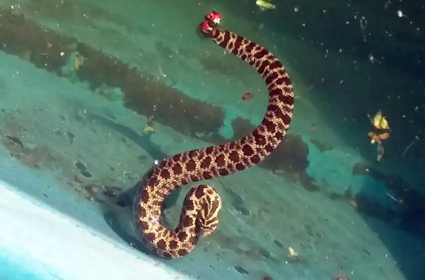 Encontró una falsa yarará en su patio: el EMSUR advierte sobre su avistamiento