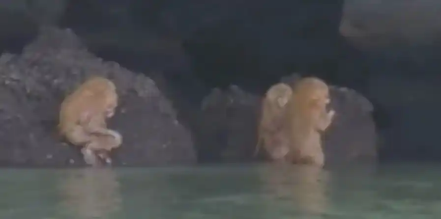 Las extrañas criaturas que aparecieron en una playa de Tailandia realizando un ritual