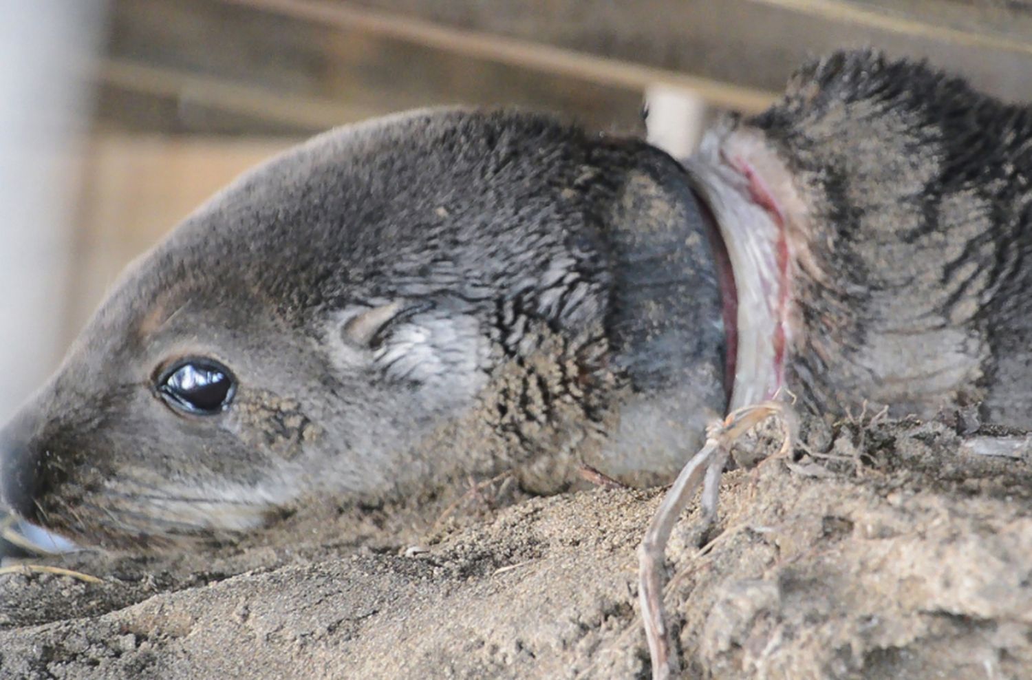 El 90% de la fauna asistida en la costa fue víctima de contaminación