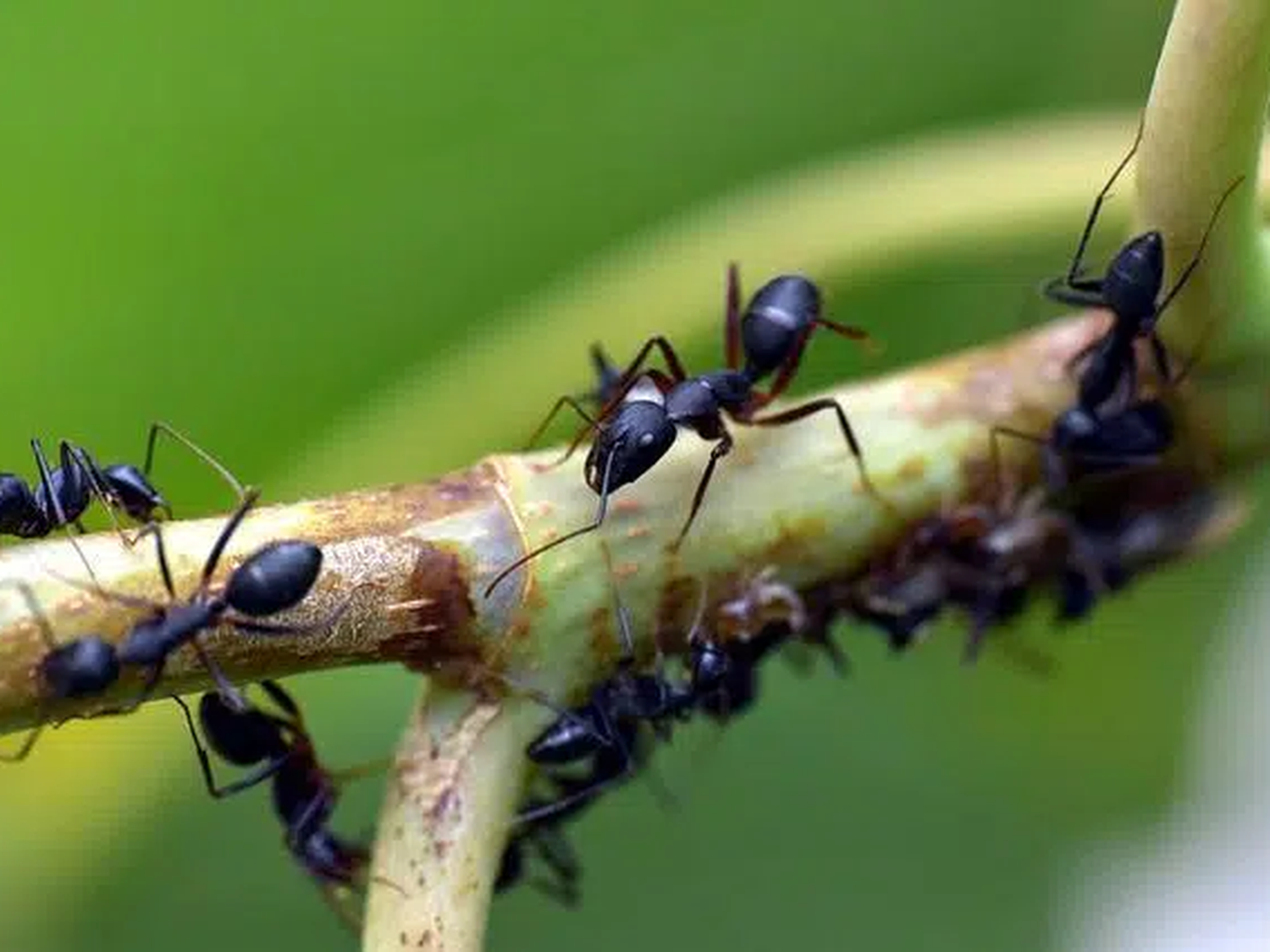 Cuál es el repelente natural que ahuyenta insectos y roedores en casa