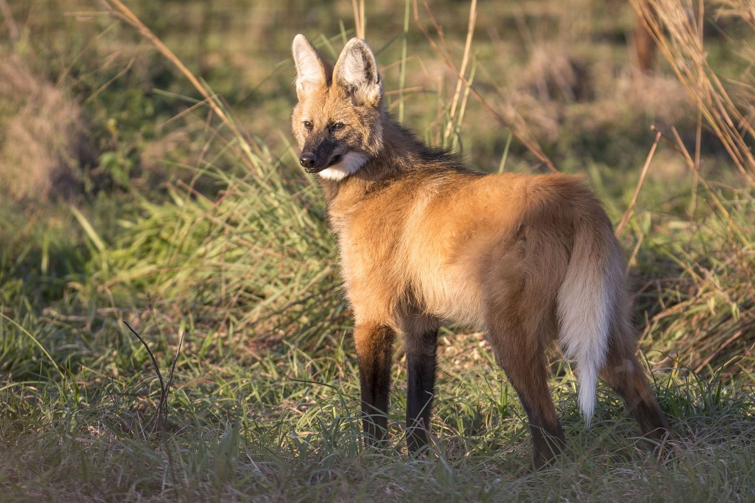 Confirman la presencia en la provincia de una especie de zorro en peligro de extinción