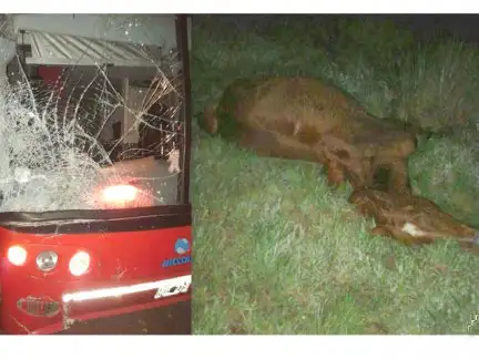 Un colectivo impactó contra un caballo suelto sobre Ruta 20