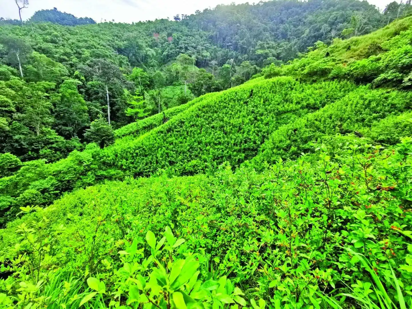 AUMENTAN los cultivos de coca en Colombia