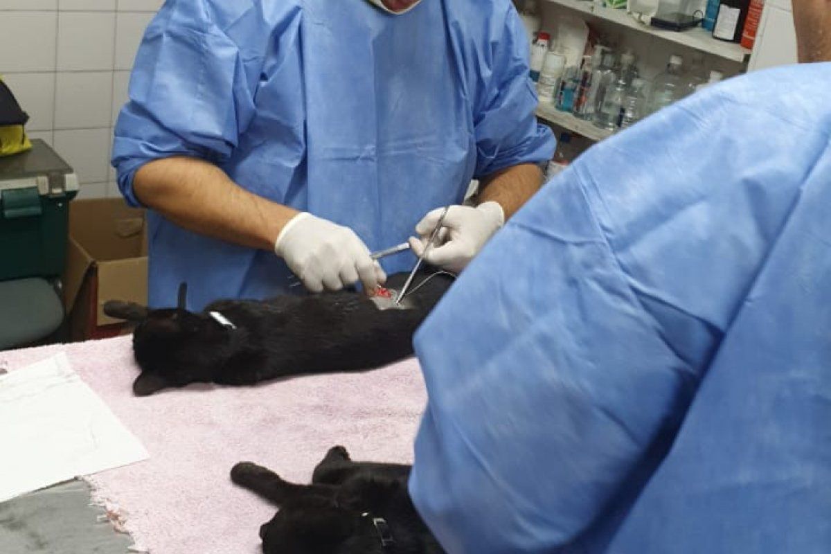 Continúa el cronograma de castraciones gratuitas de perros y gatos