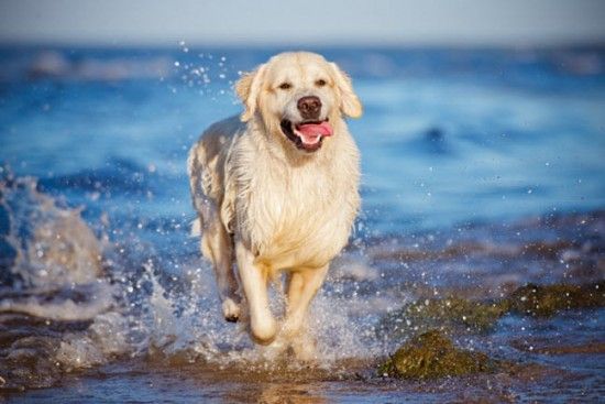 Cómo cuidar a nuestras mascotas en verano y en vacaciones