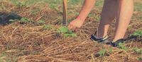 Otoño, la estación ideal para renovar la huerta orgánica en casa, reiniciar ciclos y cambiar de cultivos